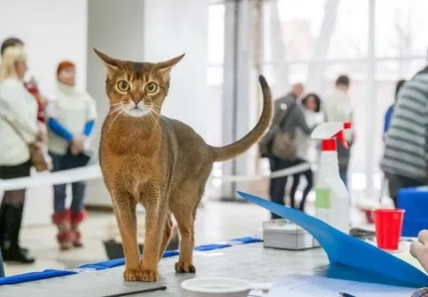 Феліног (фелинолог) котячий зоопсихолог. Кореція поведінки вашої тваринки.