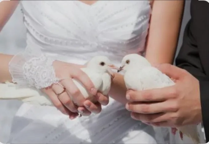 Білі голуби на весілля та свята