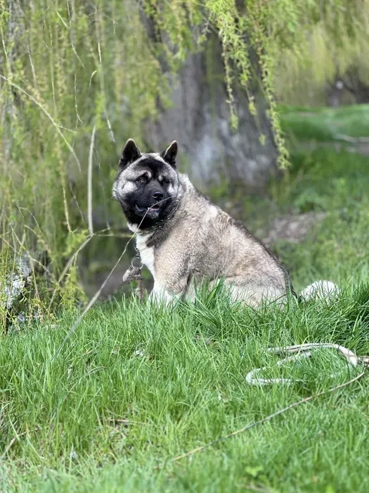 Акіта американська в'язка