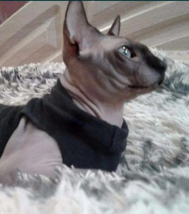 Сфінкс в'язка Одеса