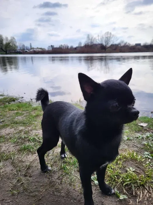 Вязка чихуахуа,мальчик ищет девочку