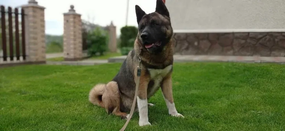 Американська АКІТА Вязка American Akita КСУ (FCI) сертифікат