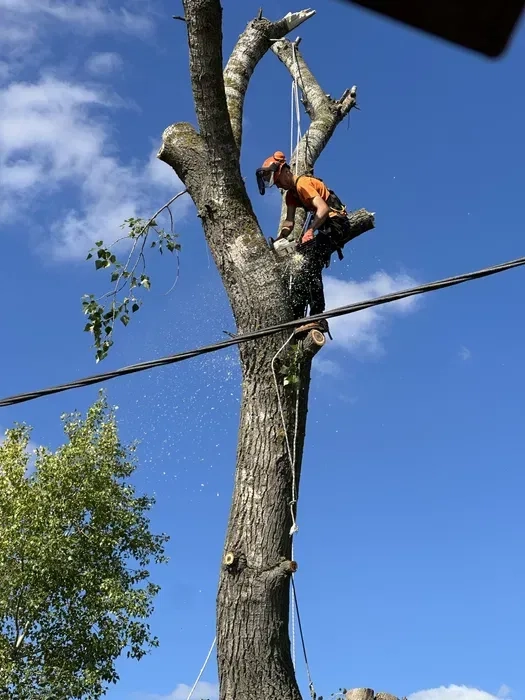 Послуги арбориста, зрізати дерево, зпиляти дерево