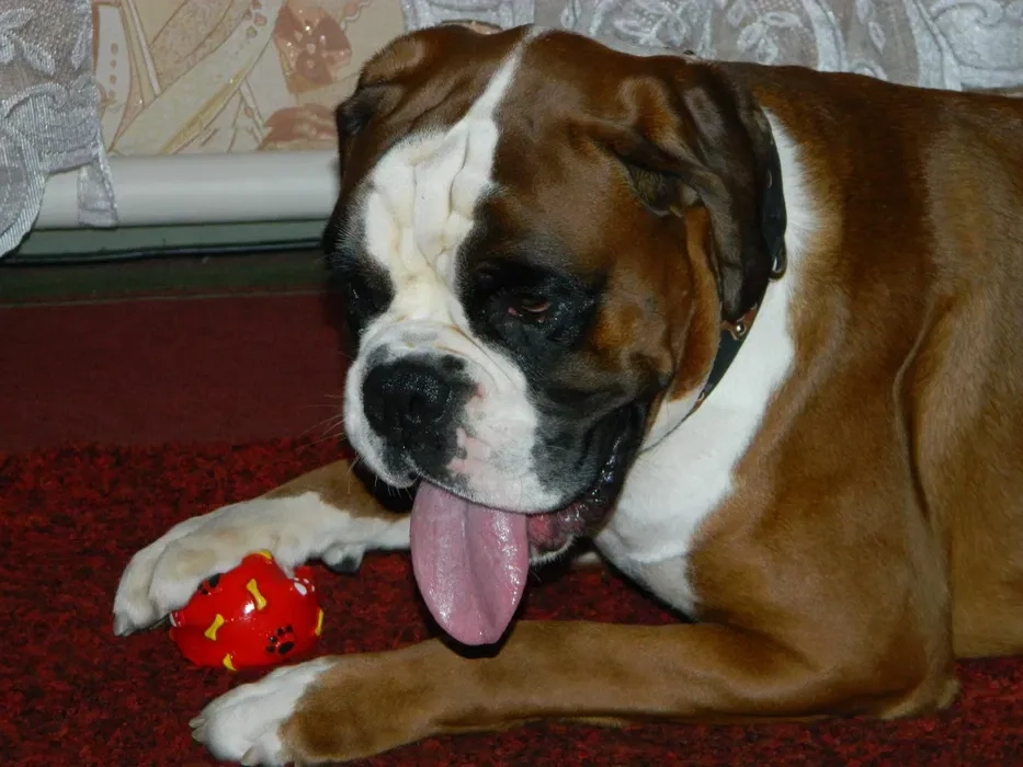 Передержка животных / Гостинница. Могу забрать ,привезти ваше животное на своем автомобиле .