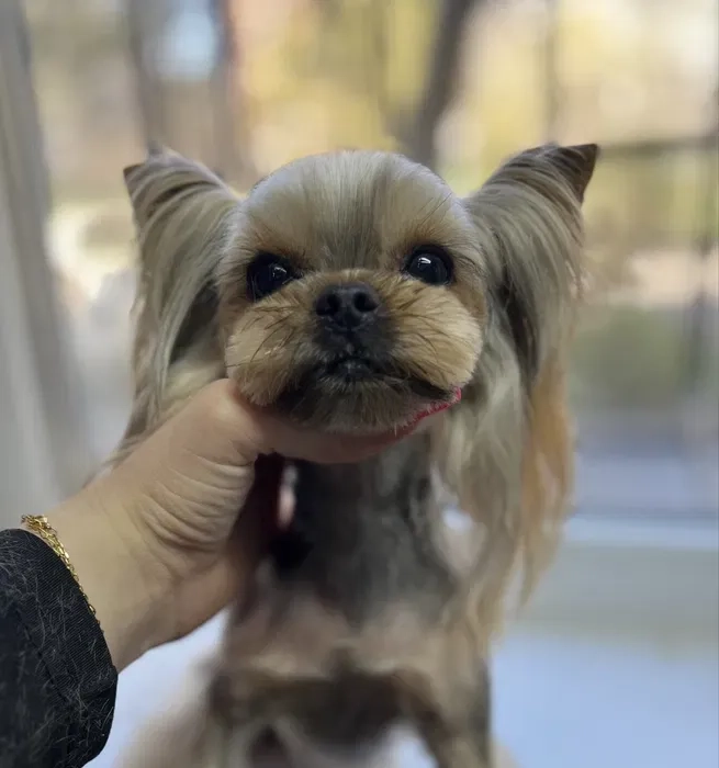 Послуги грумера на Вітрилі. Стрижка собак та котів.