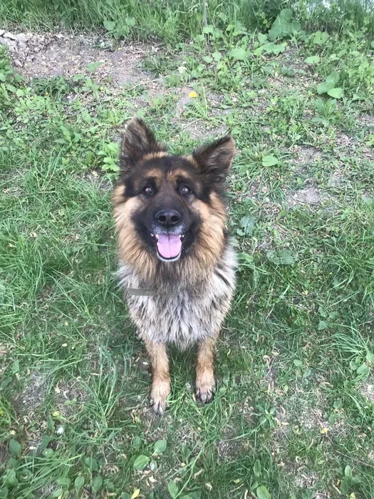 Вівчарка для в'язки