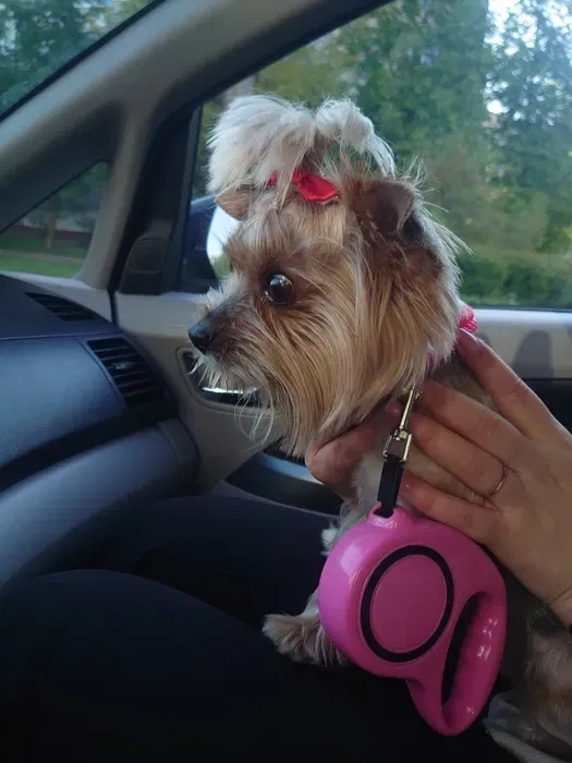 Доставка тварин, Перевезення тварин. Чернівці. Переїзд. Трансфер - 20₴ кілометр