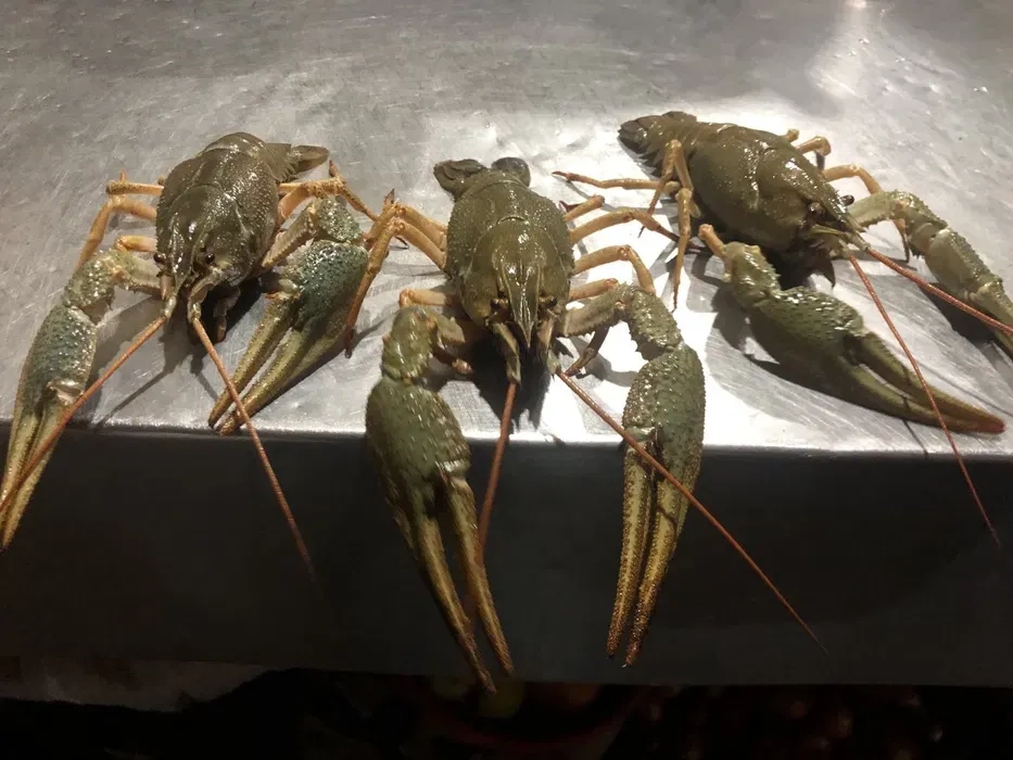 Постійний закуп живих раків будь-якого розміру: висока ціна, самовивіз та розрахунок на місці!