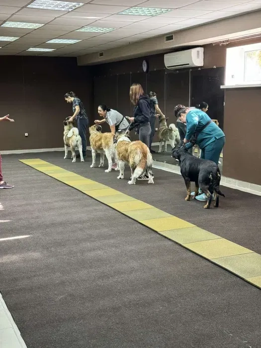 Кінолог дресирування собак