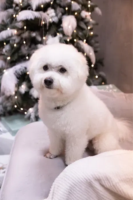 Бішон фризе в'язка