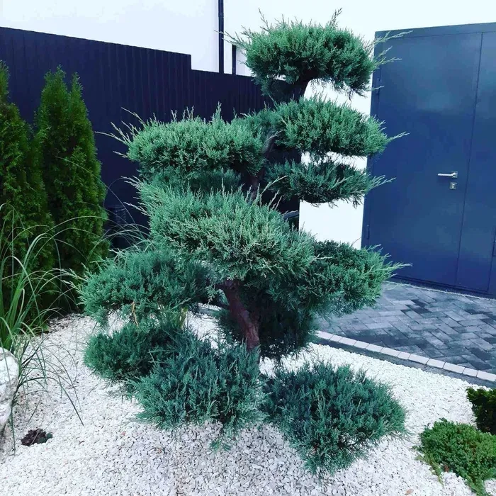 Ландшафтний дизайн Ландшафтный дизайн догляд полив рулонний газон