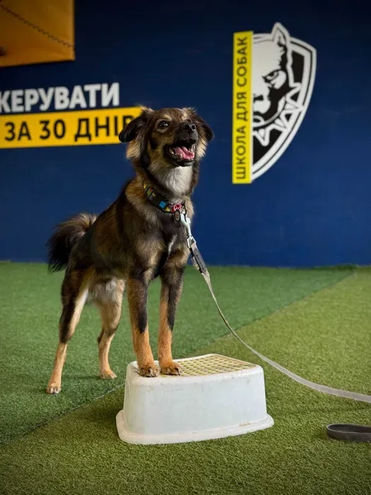 Навчання собаки. Школа собак Дред. Кінолог