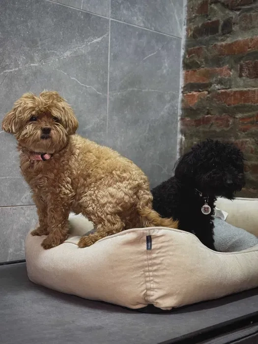 Навчання собаки. Школа собак Дред. Кінолог