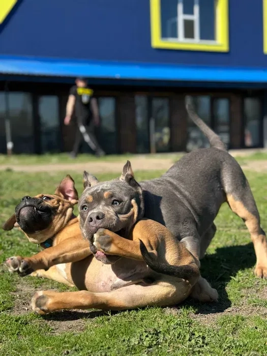Навчання собаки. Школа собак Дред. Кінолог