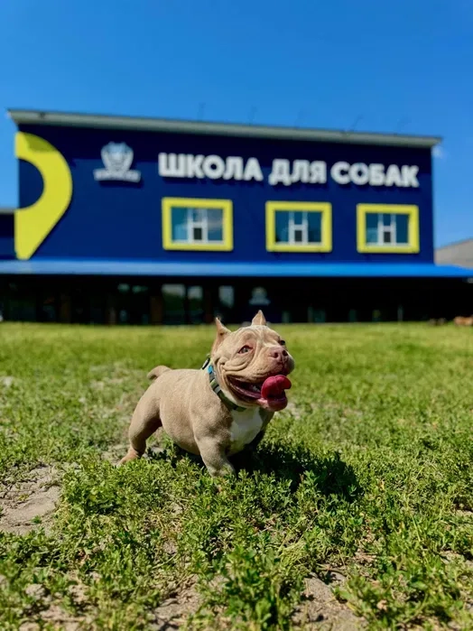 Навчання собаки. Школа собак Дред. Кінолог