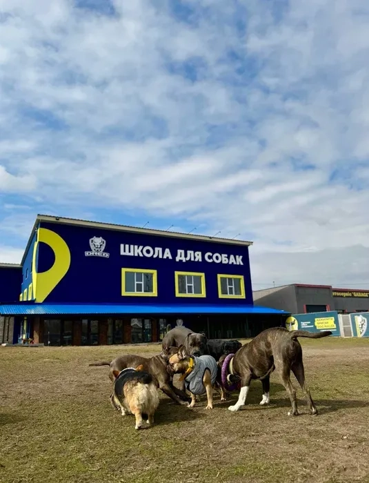 Навчання собаки. Школа собак Дред. Кінолог