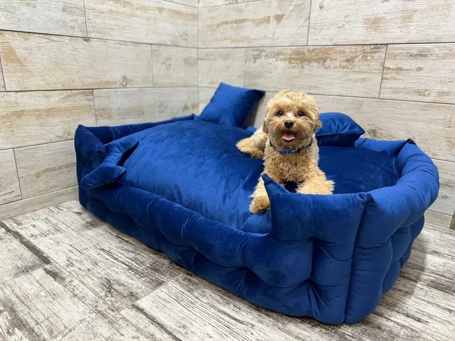 Навчання собаки. Школа собак Дред. Кінолог