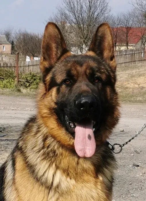 Кавалер. Пропоную кобеля німецької вівчарки для в'язкі