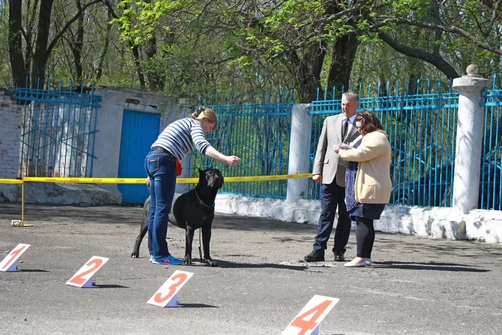 Послуги кінолога