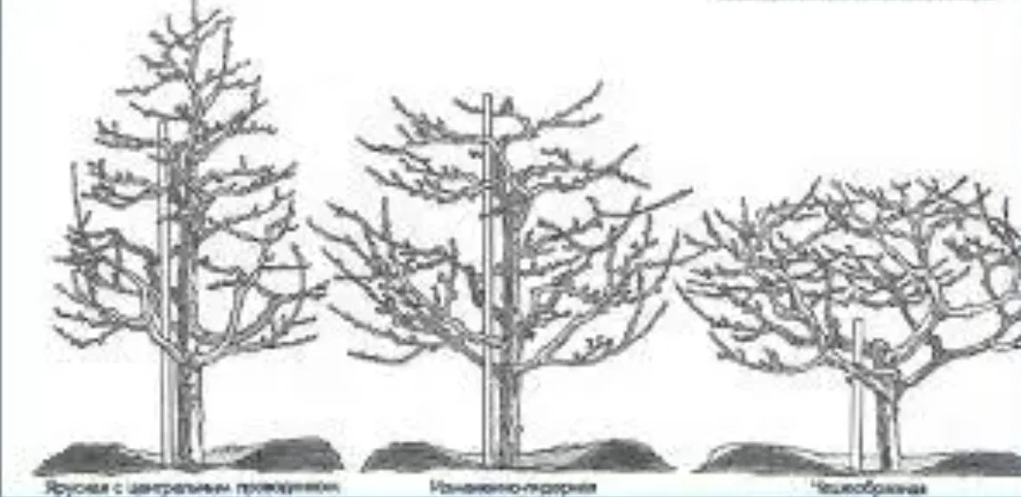 ОБРІЗАННЯ ДЕРЕВ