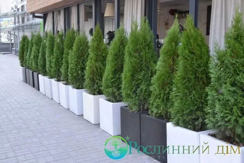 Туї та кімнатні рослини у горщиках — чудове оформлення локації