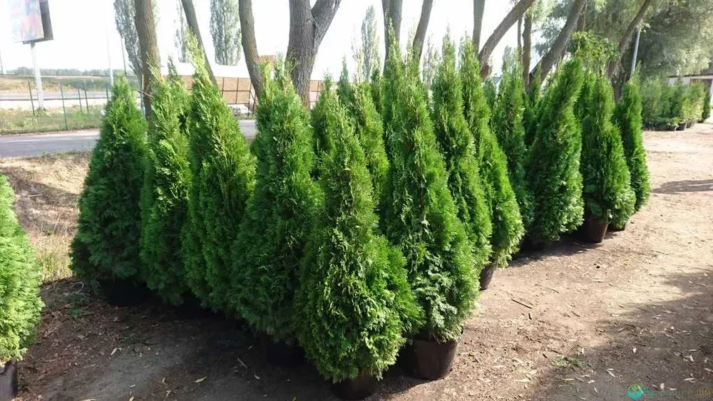 Туї та кімнатні рослини у горщиках — чудове оформлення локації