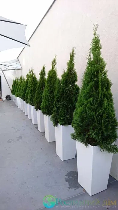 Туї та кімнатні рослини у горщиках — чудове оформлення локації