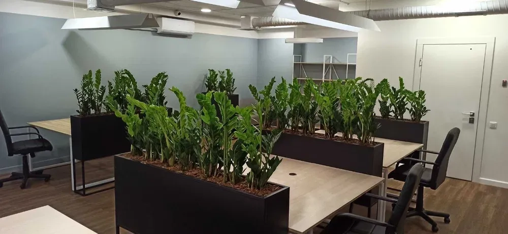 Туї та кімнатні рослини у горщиках — чудове оформлення локації