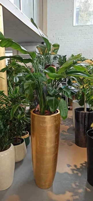 Туї та кімнатні рослини у горщиках — чудове оформлення локації