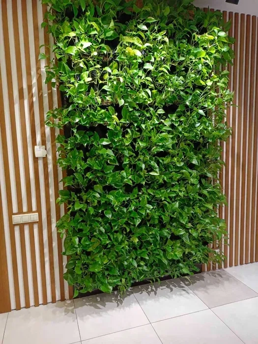 Туї та кімнатні рослини у горщиках — чудове оформлення локації