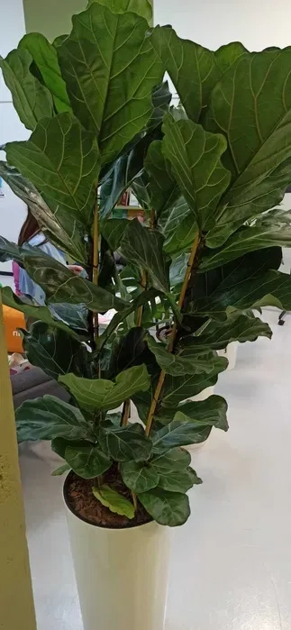 Туї та кімнатні рослини у горщиках — чудове оформлення локації