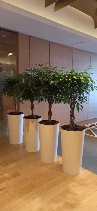 Туї та кімнатні рослини у горщиках — чудове оформлення локації