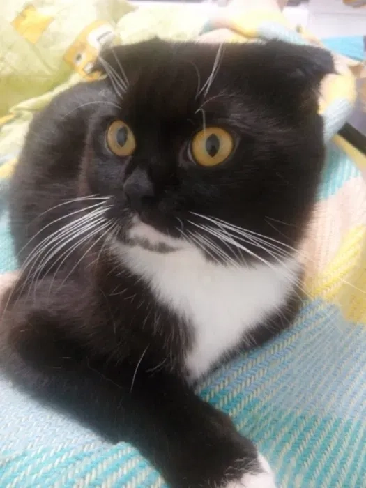 Добрий день. Я - Флеш. Бажаю познайомитись... В'язка котів.