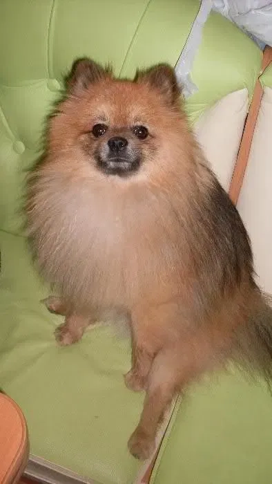 Красивый Померанский шпиц для вязки