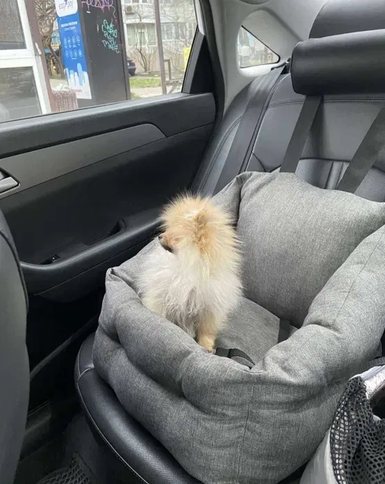 Доставка тварин, Перевезення тварин. Львів. Переїзд. Трансфер - 20₴ кілометр