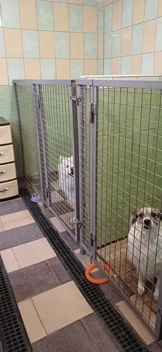 Готель для перетримки собак у Києві-готель для собак ПЕС, зооготель