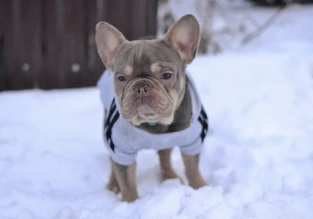 Француз в'язка ізабелла