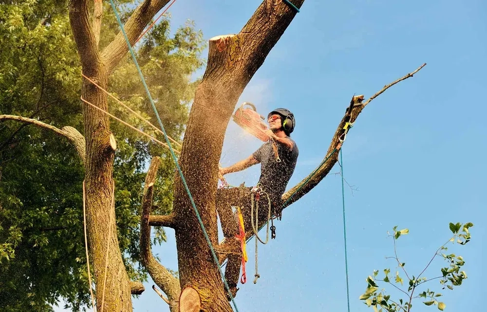 Спилюваняя, зрізання, обрізання дерев будь-якої складності