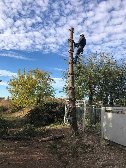 Видалення небезпечних дерев. Полтавська область. Виїзд за місто!