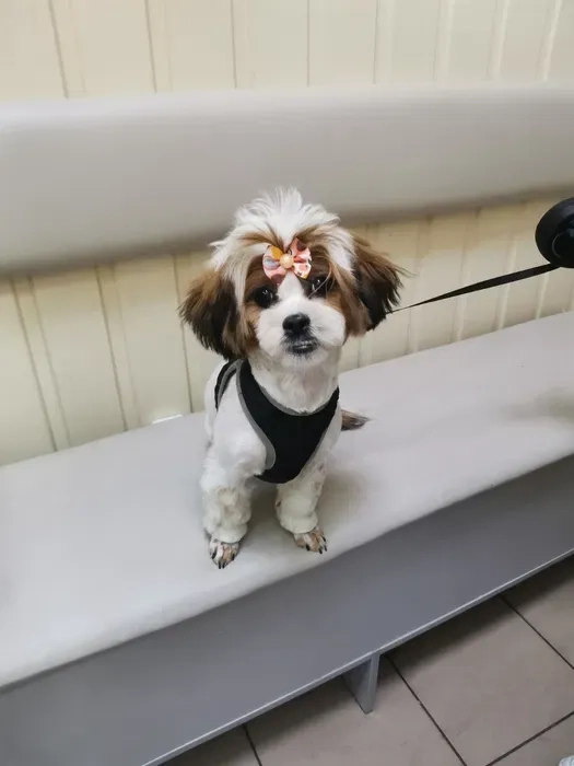 Салон Lovely Pets запрошує на грумінг