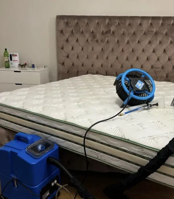 Професійна хімчистка мʼяких меблів