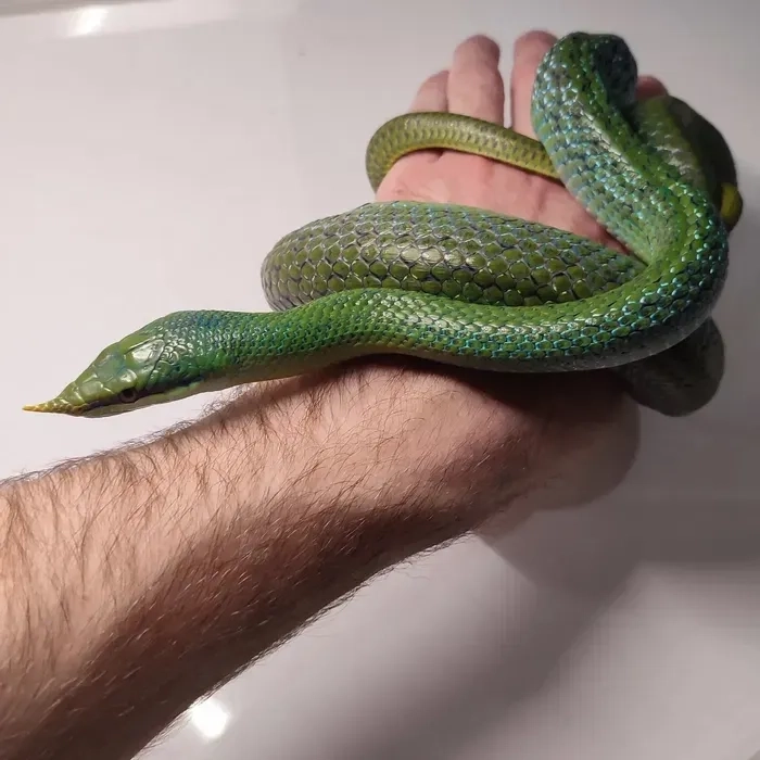 Змії для фотосесії