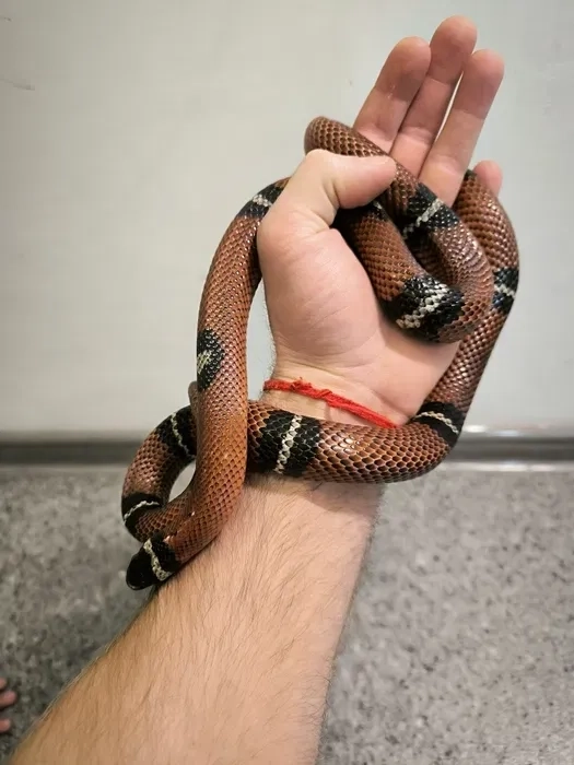 Змії для фотосесії