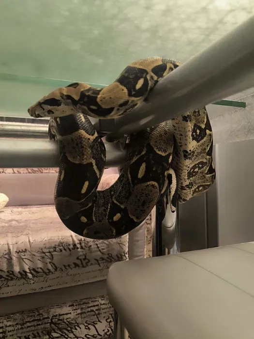 Змії для фотосесії