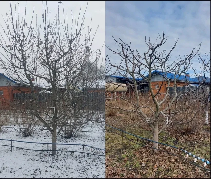 Професійне формування та санітарна обрізка плодових дерев і ягідних кущів для максимального врожаю на Вашій ділянці