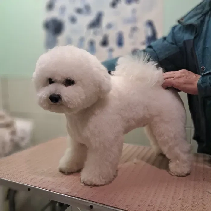 Стрижка собак профессионально