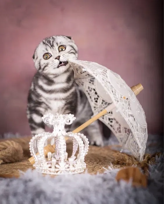 Фотосессии Животных: Яркие Воспоминания о Вашем любимце! (4000 грн)