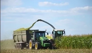 Збирання силосу, кукурудзи на силос комбайнами Ягуар