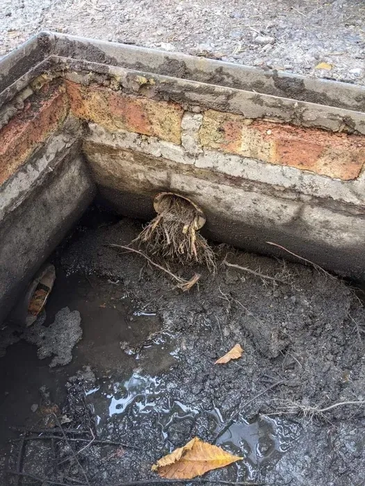 Чищення вигрібної ями Чищення зливної ями Ілосос Чистка септика Мулосос