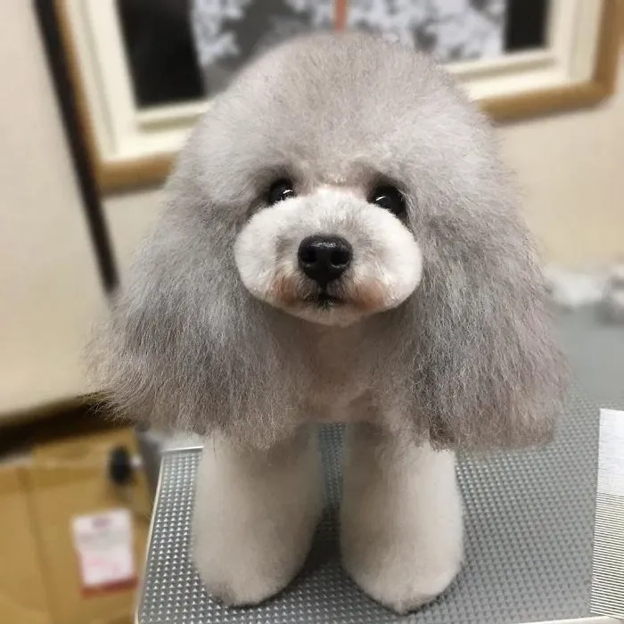 Стрижка собак,кошек,разных пород, не дорого,Борисполь и область